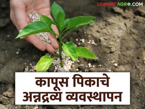 Latest News Cotton farming Nutrient management of Bt cotton varieties for higher yields | Cotton Farming : कपाशी बीटी वाणांच्या अन्नद्रव्यांची गरज संकरित वाणांपेक्षा कितीपट असते? 