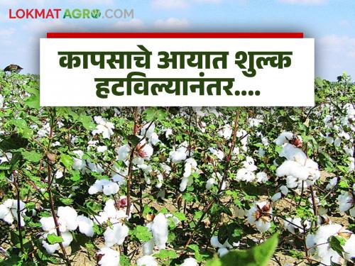 Latest news Kapus Bajar Bhav prices after removal of import duty on cotton Read in detail | Kapus Bajar Bhav : कापसावरील आयात शुल्क हटविल्यानंतर दर कसे आहेत? वाचा सविस्तर 