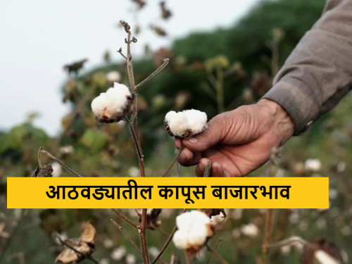 Latest News Cotton imports fell sharply, kapus bajarbhav last week Read in detail  | Cotton Market : कापूस आवकेत कमालीची घसरण, मागील आठवडाभर काय दर मिळाला? वाचा सविस्तर 