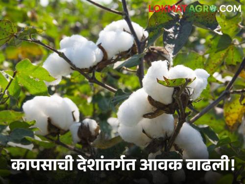 Latest News Kapus Bajarbhav Cotton inflows stable in maharashtra see market rate last week | Weekly Cotton Market : राज्यात कापसाची आवक स्थिर, मागील आठवड्यात काय दर मिळाला? 