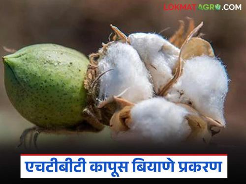 Latest News HTBT cotton seed case How was the farmer arrested with warrantless search | एचटीबीटी कापूस बियाणे प्रकरण : विनावाॅरंट झडतीसह शेतकऱ्यास अटक कशी केली?