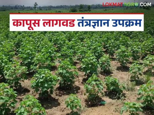 latest news cotton farming new techniques to increase cotton crop production, read in detail | Cotton Farming : कापूस पीक उत्पादनवाढीसाठी शेतकऱ्यांना 'हे' फायदेशीर तंत्र सांगितलं जातंय!