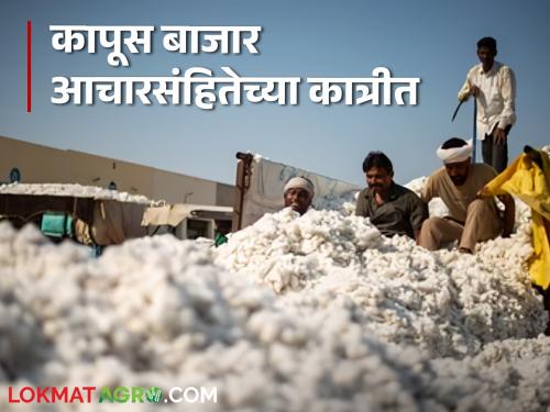 Agriculture News : Impact of code of conduct, no permission to carry cash in cotton market, read in detail  | Agriculture News : आचारसंहितेचा फटका, कापूस बाजारात रोकड नेण्यासाठी परवानगी नाही, वाचा सविस्तर 