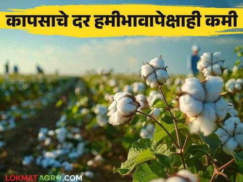 Latest News Cotton Market Farmers stop aarival of cotton, price less than guaranteed price, read details  | Cotton Market : शेतकऱ्यांनी कापसाची आवक थांबवली, दर हमीभावापेक्षाही कमी, वाचा सविस्तर 