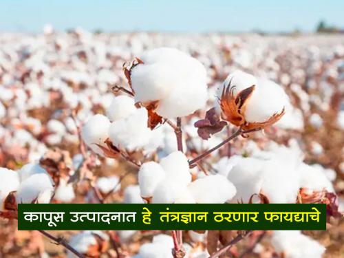 Modern cotton cultivation technology with less water and less fertilizers | कमी पाणी आणि कमी खतांचे आधुनिक कापूस लागवड तंत्रज्ञान