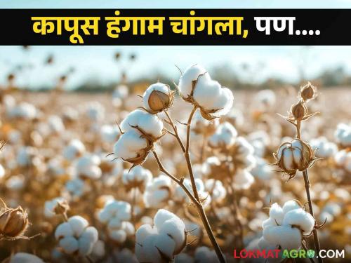 Latest news no expected price cotton buying center in Khetia market yard of Nandurbar district | Cotton Market : कापूस बहरला, नंदुरबार जिल्ह्यात खरेदी केंद्रावर अपेक्षित भावचं नाही, वाचा सविस्तर 