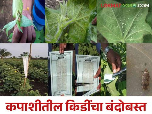 Identifying the economic threshold level of cotton pests and how to do its integrated management | कपाशीवरील किडींची आर्थिक नुकसानीची पातळी ओळखून कसे कराल जैविक व्यवस्थापन