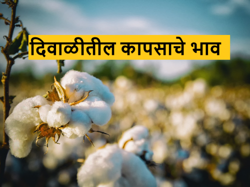 Latest News Cotton Market price see kapus bajarbhav in this Diwali Know in detail  | Cotton Market : यंदा दिवाळीत कापसाला काय भाव मिळाला? जाणून घ्या सविस्तर 