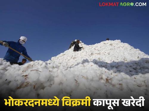 latest news Kapus Kharedi: Record cotton purchase in Bhokardan; This year 'no guaranteed price without registration' Read in detail | Kapus Kharedi : भोकरदनमध्ये विक्रमी कापूस खरेदी; यंदा 'नोंदणीशिवाय हमीभाव नाही' वाचा सविस्तर