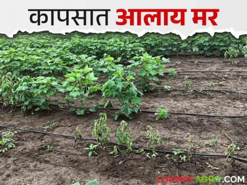 If cotton plants suddenly start drying up on the spot, do this simple solutions | कपाशीचे झाडे अचानक जागेवर सुकू लागलीत करा हे सोपे उपाय