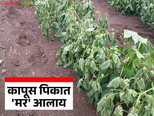 Cotton plants are suddenly starting to dry wilt up, then this disease has come; how to manage it | कपाशीची झाडे अचानक सुकू लागली आहेत मग आलाय 'हा' रोग; कसे कराल व्यवस्थापन