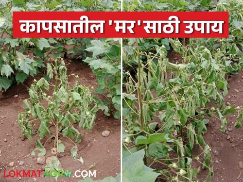 Cotton crop has died due to continuous rain; farmers should take 'these' measures immediately | सततच्या पावसामुळे कापूस पिकात आलाय मर; शेतकऱ्यांनो तातडीने करा 'हे' उपाय