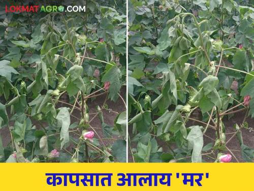 What to do if the plants in the cotton field are suddenly drying up on the spot | कपाशीच्या शेतामधील झाडे अचानक जागेवर सुकू लागली आहेत काय कराल उपाय