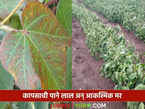 Latest News Kapus Lagvad Measures to be taken against reddening, stunted growth and sudden death of cotton crop | कापूस पिक लाल पडून वाढ खुंटणे, आकस्मित मर होणे यावर करावयाच्या उपाययोजना