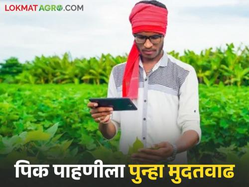 Latest news e pik pahani deadline for e-crop inspection has been extended 30th september | E Pik Pahani : शेतकऱ्यांनो, ई पीक पाहणीसाठी पुन्हा मुदत वाढवली, आता 'या' तारखेपर्यंत मुदत 