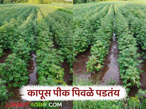 Latest News Kapus Farming Cotton crops are turning yellow, take these measures, read in detail | Cotton Crop Management : कापूस पिके पिवळी पडत आहेत, 'या' उपाययोजना करा, वाचा सविस्तर 