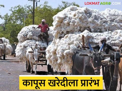 Latest News Kapus Matrket Cotton procurement begins at Kajgaon market in Jalgaon district | जळगाव जिल्ह्यातील कजगाव मार्केटला कापूस खरेदीला प्रारंभ, काय दर मिळाला? 