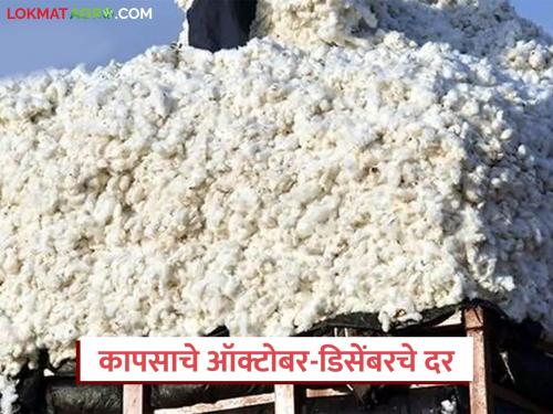 Latest News Kapus bajarbhav how was Cotton Market from October to December 2025 Read in detail | Cotton Market : ऑक्टोबर ते डिसेंबर 2025 मध्ये कापसाला काय भाव मिळणार? वाचा सविस्तर 