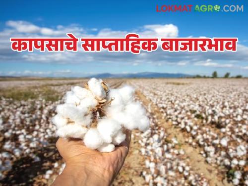 Latest News Cotton market continues to fall by Rs 50-100, read weekly market prices | Cotton Market : कापूस बाजारात 50 ते 100 रुपयांनी घसरण सुरूच, वाचा साप्ताहिक बाजारभाव