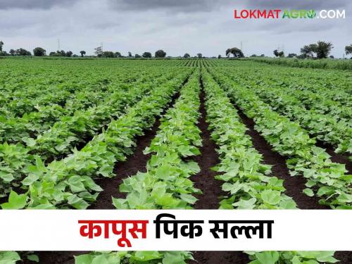 How to Control sucking pest in cotton crop | कापूस पिकातील रसशोषक किडींचा असा करा बंदोबस्त