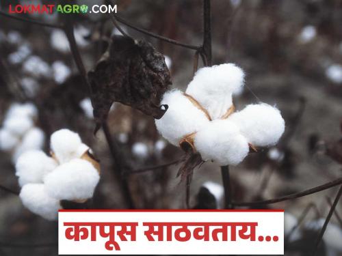 10 important tips to make cotton last longer in storage; Read in detail | साठवणुकीत कापूस अधिक काळ टिकण्यासाठी महत्वाच्या १० टिप्स; वाचा सविस्तर