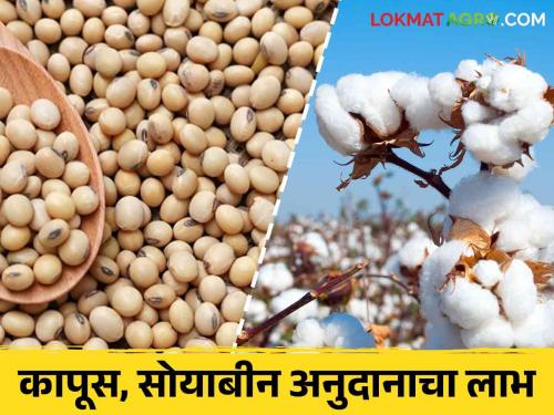 Soybean Kapus Anudan : Soybean, cotton subsidy deposited in the account of 65 lakh account holders in the state | Soybean Kapus Anudan : राज्यात ६५ लाख खातेदारांच्या खात्यावर सोयाबीन, कापूस पिकाचे अनुदान जमा