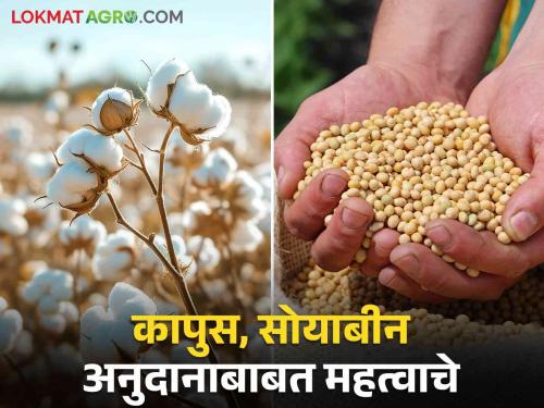 Latest News Cotton Soyabean Anudan Cotton, soybean Subsidy will be available for cotton and soyabean farmers if there i record of cultivation on satbara | Cotton Soyabean Anudan : कापूस, सोयाबीन शेतकऱ्यांनो, ई पीक पाहणी नसल्यास काय कराल? वाचा सविस्तर 