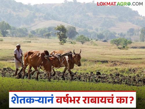 Latest News Cotton farmers are not getting guaranteed prices see details | कापसाचा हमीभाव वाढतो, मात्र शेतकऱ्यांना बाजारात एकरी खर्चही मिळत नाही!
