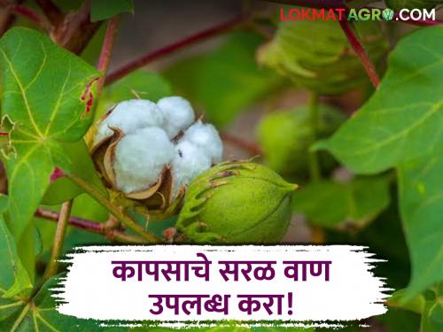 Latest Kapus Lagvad Genome-edited rice is allowed, so why not straight-line cotton | Cotton Farming : जीनाेम संपादित तांदळाला परवानगी मग कापसाच्या सरळ वाणाला का नाही? 
