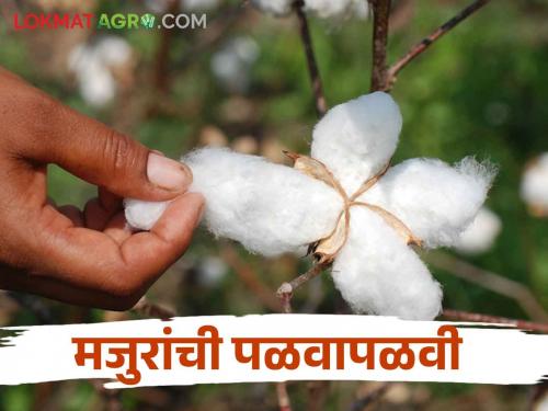 Kapus Vechani : Cotton has come to pick but no labour are not available | Kapus Vechani : कापूस आलाय वेचणीला पण मजूर काय मिळेना