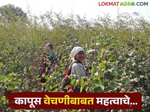 latest News kapus vechni How and when to pick cotton Know in detail  | Kapus Vechni : कापसाची पहिली वेचणी 30 ते 35 टक्के बोंडे फुटल्यावर करावी, कारण... वाचा सविस्तर