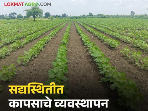 Latest News Cotton farming Know in detail what to do to control cotton aphids | Cotton Farming : कपाशीतील मावा किडीच्या नियंत्रणासाठी काय करावे, जाणून घ्या सविस्तर 