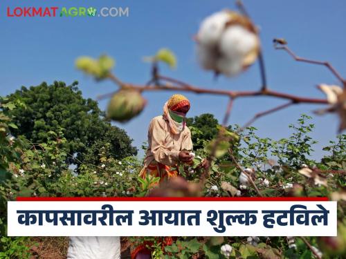 Latest News cotton Import duty removed, impact on kapus market in future | Cotton Import Duty : कापसावरील आयात शुल्क हटविले, भविष्यात बाजारावर काय परिणाम होईल?
