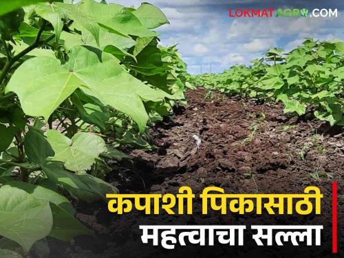 Latest News Cotton Red leaf disease what is solution read in detail  | Cotton Disease : कापूस पिकातील लाल पानांसाठी 'हे' नक्की करा, वाचा सविस्तर 