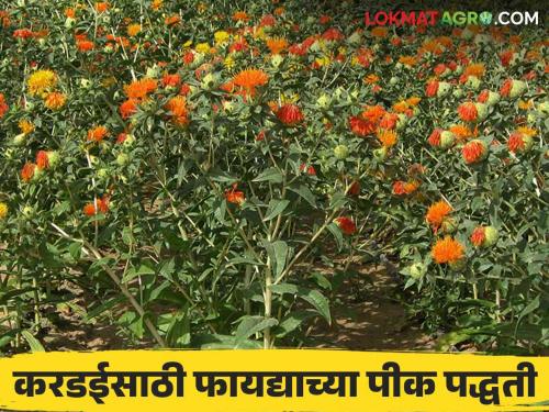 Kardai Perani : Which cropping method should be adopted while planning to sowing safflower read in detail | Kardai Perani : करडईची पेरणी करण्याचं नियोजन करताय मग कोणती पीक पद्धती वापराल वाचा सविस्तर