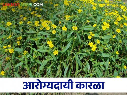 Grow this oilseed crop that survives heavy rains and get more profit | जादा पावसात तग धरणारे हे तेलबिया पीक घ्या आणि मिळवा अधिकचा नफा