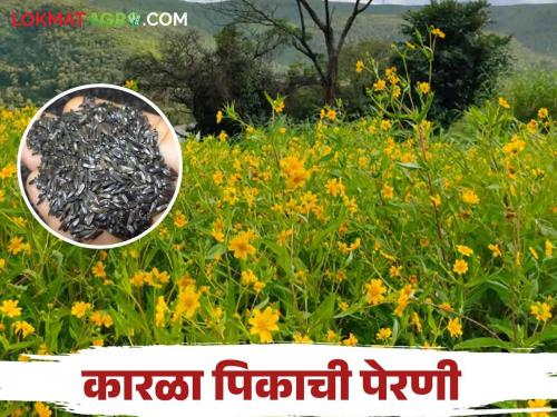 Karala Lagavd : How to sow niger karala crop with improved variety? | Karala Lagavd : कारळा पिकाची सुधारित वाणाने कशी कराल पेरणी?