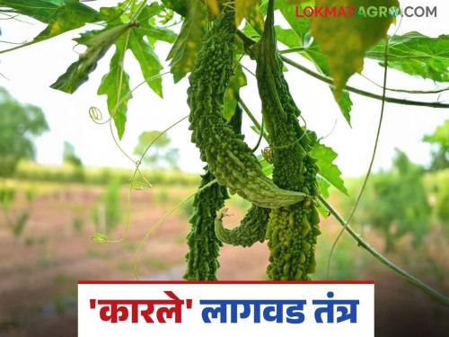 Karali Lagwad: Bitter Gourd a beneficial fruit and vegetable in the summer season; How to plant it? | Karali Lagwad : उन्हाळी हंगामात फायद्याची फळभाजी 'कारले'; कशी कराल लागवड?