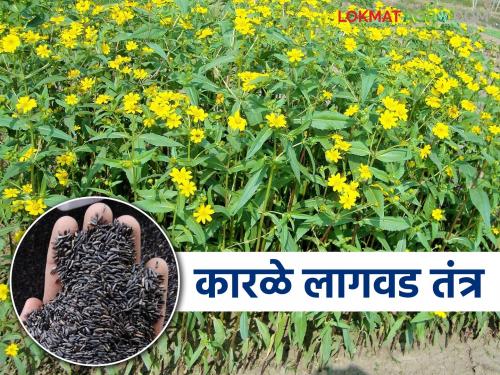 Niger oilseed crop that can withstand adverse conditions; planting on farm bund will give more profit | प्रतिकूल परिस्थितीत तग धरणारे तेलबिया पिक कारळा; बांधावर लागवड देईल अधिकचा नफा