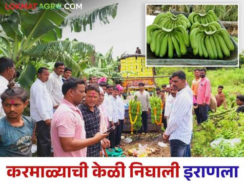 These two brothers of Karmala sent 20 tons of bananas to Iran Read more | करमाळ्याच्या या दोन भावांनी २० टन केळी पाठविली इराणला वाचा सविस्तर