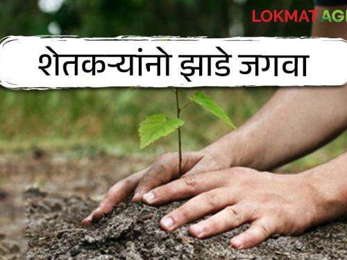 Carbon Credit : Farmers grow trees and get carbon credit, read how in detail | Carbon Credit : शेतकऱ्यांनो झाडे जगवा आणि कार्बन क्रेडिट मिळवा, कसे ते वाचा सविस्तर