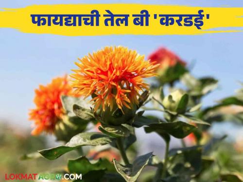 Kardai Lagvad : How to manage the cultivation to get more production of safflower read in detail | Kardai Lagvad : करडईचे अधिक उत्पादन मिळण्यासाठी कसे कराल लागवड व्यवस्थापन वाचा सविस्तर