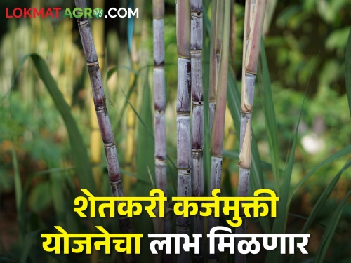 Good news for sugarcane farmers in Kolhapur district; Farmers will now get the benefit of loan waiver scheme | कोल्हापूर जिल्ह्यातील उसाच्या शेतकऱ्यांना खुशखबर; शेतकरी कर्जमुक्ती योजनेचा लाभ मिळणार