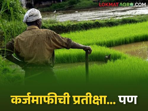 latest news Crop Loan: Farmers' dilemma due to 'NPA' accounts! Loan waiver uncertain, how to get new loans? | Crop Loan : 'एनपीए' खात्यांमुळे शेतकऱ्यांची कोंडी! कर्जमाफी अनिश्चित, नवे कर्ज कसे मिळणार?