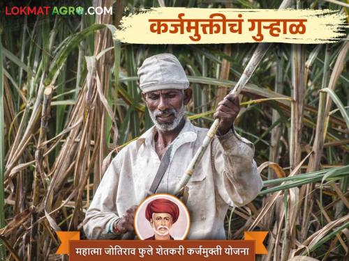 When will the beloved farmers who regularly repay the crop loan get incentive subsidy | पीक कर्जाची नियमित परतफेड करणाऱ्या लाडक्या शेतकऱ्यांना कधी मिळणार प्रोत्साहनपर अनुदान