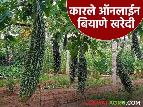Latest News Karle Lagvad Buy seeds of Hirkani variety of bitter gourd that gives high yield | Karle Lagvad : भरघोस उत्पादन देणारे कारल्याचे हिरकणी वाण, अशी करा बियाणे खरेदी 