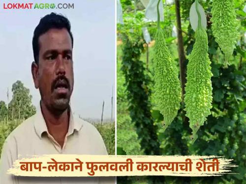 Latest News Success Story Karle farming on two acres profit of lakhs for chandrapur farmer read in detail | Success Story : बाप-लेकाने फुलवली कारल्याची शेती, दीड एकरातून लाखोंचा नफा, वाचा सविस्तर