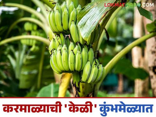 Bananas from Karmala taluka are being sold directly at the Kumbh Mela in Prayagraj; How are they getting the best prices? | करमाळा तालुक्यातील केळीची विक्री थेट प्रयागराज येथील कुंभमेळ्यात; कसा मिळतोय दर?