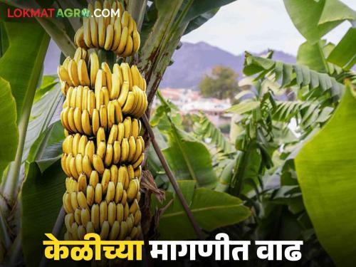 Keli Bajar Bhav : Traders of Pune-Mumbai buy bananas directly from the farm How are you getting market rate? | Keli Bajar Bhav : पुणे-मुंबईचे व्यापारी केळी खरेदीला थेट बागेत कसा मिळतोय दर