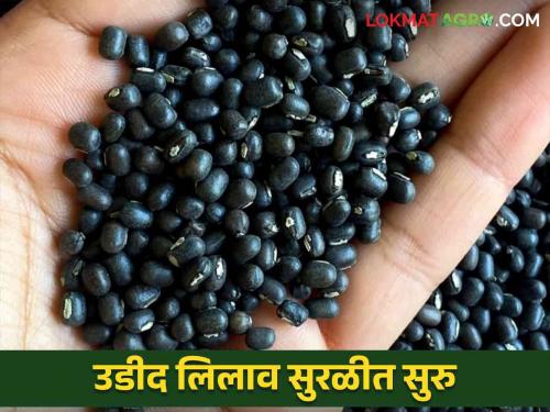 Karmala Udid Bajarbhav : 25 thousand quintals of urad auction in Karmala | Karmala Udid Bajarbhav : करमाळ्यात उडदाचे लिलाव सुरळीत २५ हजार क्विंटलची आवक